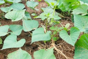 Sweet potatoes 