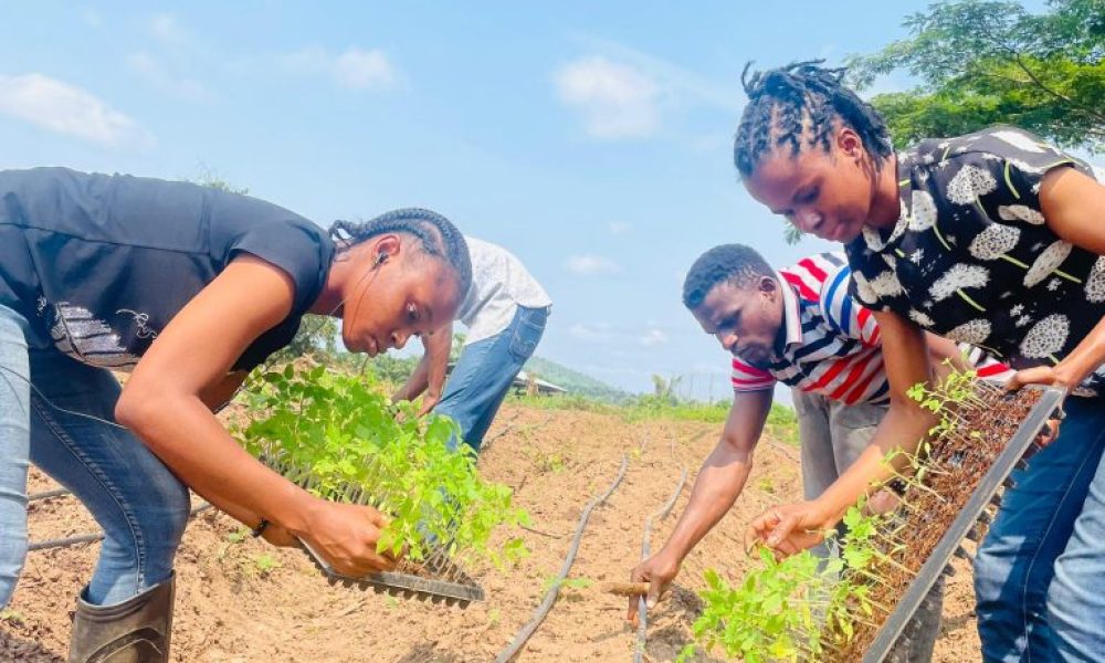 Transplanting of Albanero Tomato Seedlings