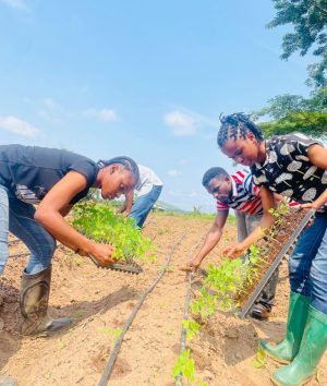 Transplanting of Albanero Tomato Seedlings