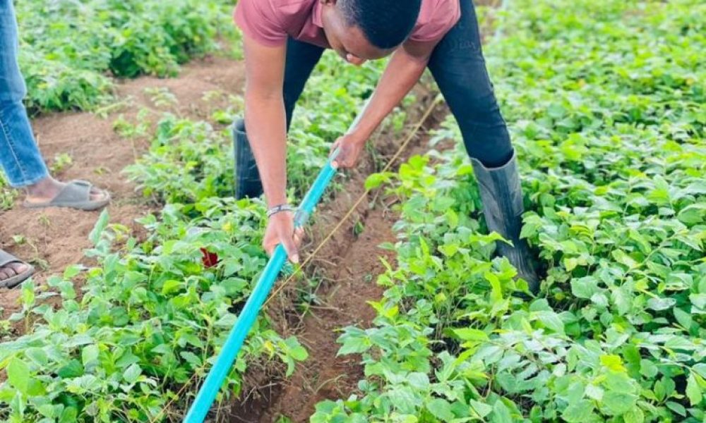 irrigation process