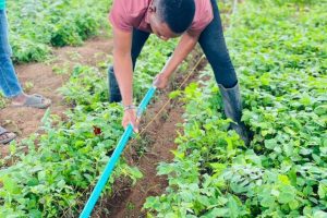 irrigation process