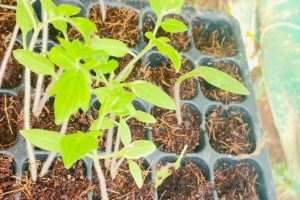 Tomatoe Seedlings TP